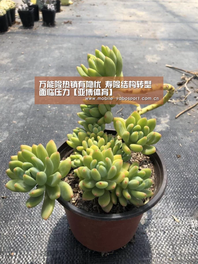 亚博官网